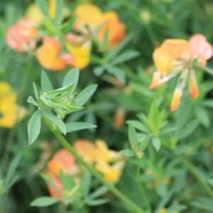 Lotus corniculatus at Goulburn, NSW - 2 Feb 2022