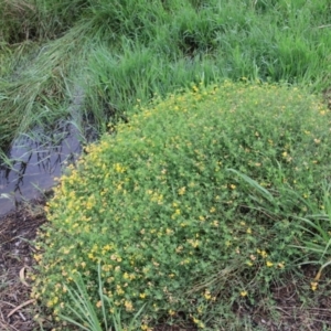 Lotus corniculatus at Goulburn, NSW - 2 Feb 2022