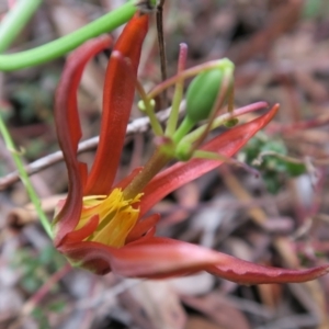 Passiflora cinnabarina at Acton, ACT - 1 Feb 2022 01:22 PM