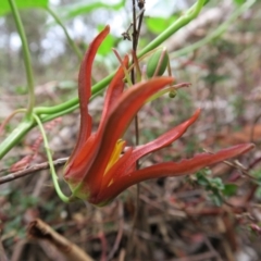 Passiflora cinnabarina at Acton, ACT - 1 Feb 2022