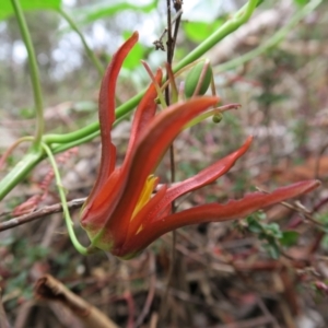 Passiflora cinnabarina at Acton, ACT - 1 Feb 2022