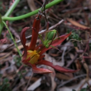 Passiflora cinnabarina at Acton, ACT - 1 Feb 2022
