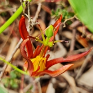 Passiflora cinnabarina at Acton, ACT - 1 Feb 2022