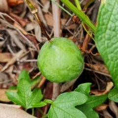 Passiflora cinnabarina at Acton, ACT - 1 Feb 2022