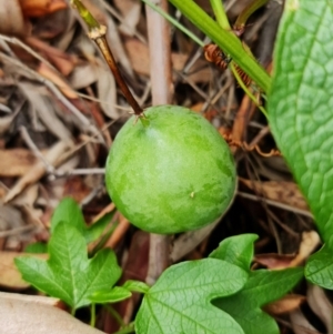 Passiflora cinnabarina at Acton, ACT - 1 Feb 2022