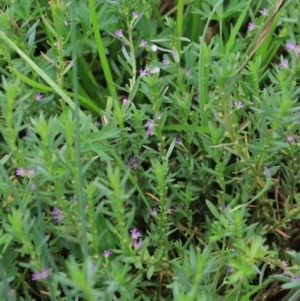 Lythrum hyssopifolia at Goulburn, NSW - 2 Feb 2022