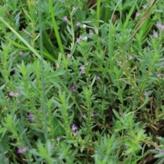 Lythrum hyssopifolia (Small Loosestrife) at Goulburn Wetlands - 2 Feb 2022 by Rixon