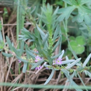 Lythrum hyssopifolia at Goulburn, NSW - 2 Feb 2022