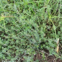 Lythrum hyssopifolia at Goulburn, NSW - 2 Feb 2022