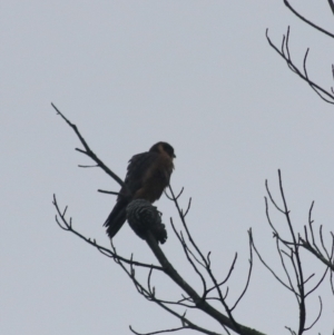 Falco longipennis at Goulburn, NSW - 2 Feb 2022 09:25 AM