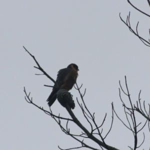 Falco longipennis at Goulburn, NSW - 2 Feb 2022