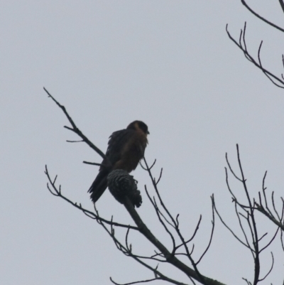 Falco longipennis (Australian Hobby) at Goulburn Golf Club - 1 Feb 2022 by Rixon