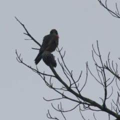 Falco longipennis at Goulburn, NSW - 2 Feb 2022