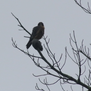 Falco longipennis at Goulburn, NSW - 2 Feb 2022 09:25 AM