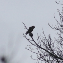 Falco longipennis at Goulburn, NSW - 2 Feb 2022 09:25 AM