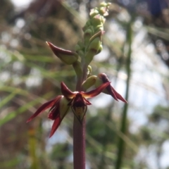 Corunastylis clivicola (Rufous midge orchid) at Black Mountain - 1 Feb 2022 by RobG1
