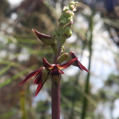 Corunastylis clivicola (Rufous midge orchid) at Acton, ACT - 1 Feb 2022 by RobG1