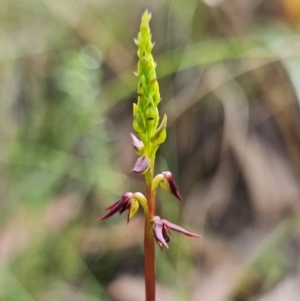 Corunastylis clivicola at Acton, ACT - 1 Feb 2022