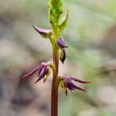 Corunastylis clivicola at Acton, ACT - 1 Feb 2022