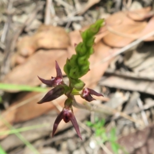 Corunastylis clivicola at Acton, ACT - 1 Feb 2022