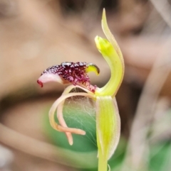 Chiloglottis reflexa (Short-clubbed Wasp Orchid) at Black Mountain - 1 Feb 2022 by RobG1