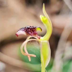 Chiloglottis reflexa at Acton, ACT - suppressed