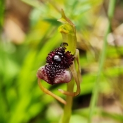 Chiloglottis reflexa at Acton, ACT - suppressed