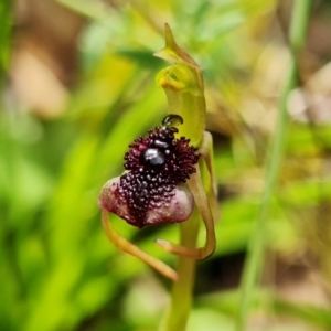 Chiloglottis reflexa at Acton, ACT - suppressed