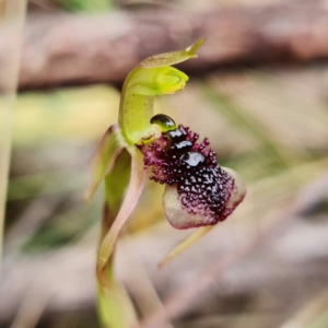 Chiloglottis reflexa at Acton, ACT - suppressed