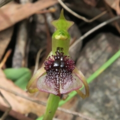 Chiloglottis reflexa at Acton, ACT - suppressed