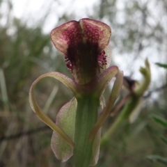 Chiloglottis reflexa at Acton, ACT - suppressed