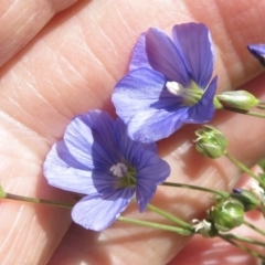 Linum marginale (Native Flax) at Cotter River, ACT - 20 Jan 2022 by RobParnell