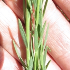 Linum marginale at Cotter River, ACT - 20 Jan 2022 02:34 PM