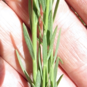 Linum marginale at Cotter River, ACT - 20 Jan 2022 02:34 PM