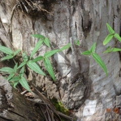 Clematis aristata (Mountain Clematis) at Brindabella National Park - 1 Feb 2022 by GirtsO