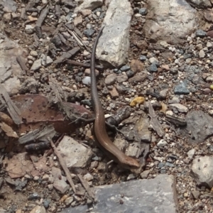 Lampropholis delicata at Uriarra, NSW - 1 Feb 2022