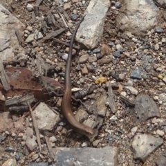 Lampropholis delicata at Uriarra, NSW - 1 Feb 2022