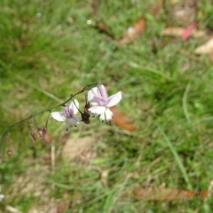 Arthropodium milleflorum at Uriarra, NSW - 1 Feb 2022