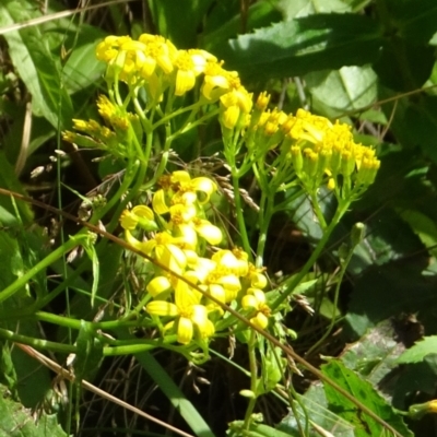 Senecio linearifolius (Fireweed Groundsel, Fireweed) at Cotter River, ACT - 1 Feb 2022 by GirtsO