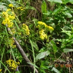 Senecio linearifolius at Cotter River, ACT - 1 Feb 2022