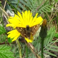 Pasma tasmanica (Two-spotted Grass-skipper) at Uriarra, NSW - 31 Jan 2022 by GirtsO