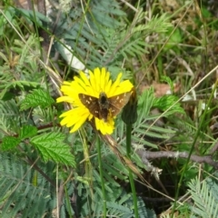 Pasma tasmanica at Uriarra, NSW - 1 Feb 2022 10:21 AM