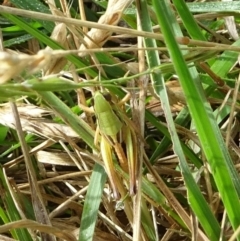 Praxibulus sp. (genus) (A grasshopper) at Brindabella National Park - 31 Jan 2022 by GirtsO