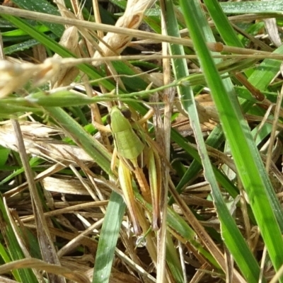 Praxibulus sp. (genus) (A grasshopper) at Uriarra, NSW - 1 Feb 2022 by GirtsO