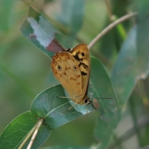 Heteronympha paradelpha at Cook, ACT - 1 Feb 2022