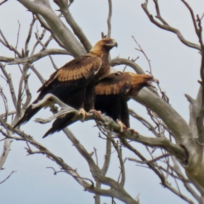 Aquila audax (Wedge-tailed Eagle) at Paddys River, ACT - 1 Feb 2022 by RodDeb