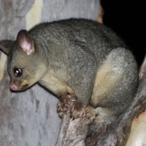 Trichosurus vulpecula at Macarthur, ACT - 1 Feb 2022 11:55 PM