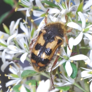 Clithria eucnemis at Tennent, ACT - 31 Jan 2022