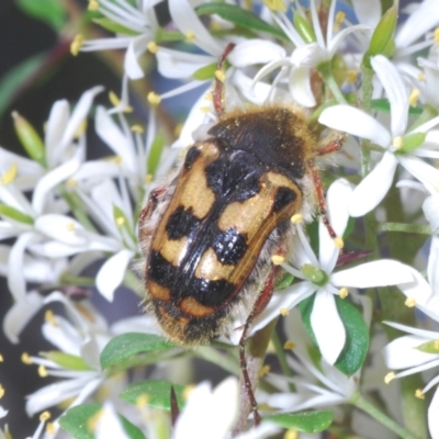 Clithria eucnemis at Tennent, ACT - 31 Jan 2022 by Harrisi