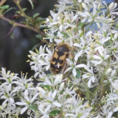 Clithria eucnemis at Tennent, ACT - 31 Jan 2022